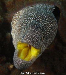 Yellow mouth moray. Also named jewelled or starry moray. ... by Mike Dickson 